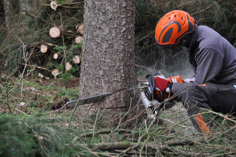 Abattage et élagage de végétaux à Épinal et dans les Vosges